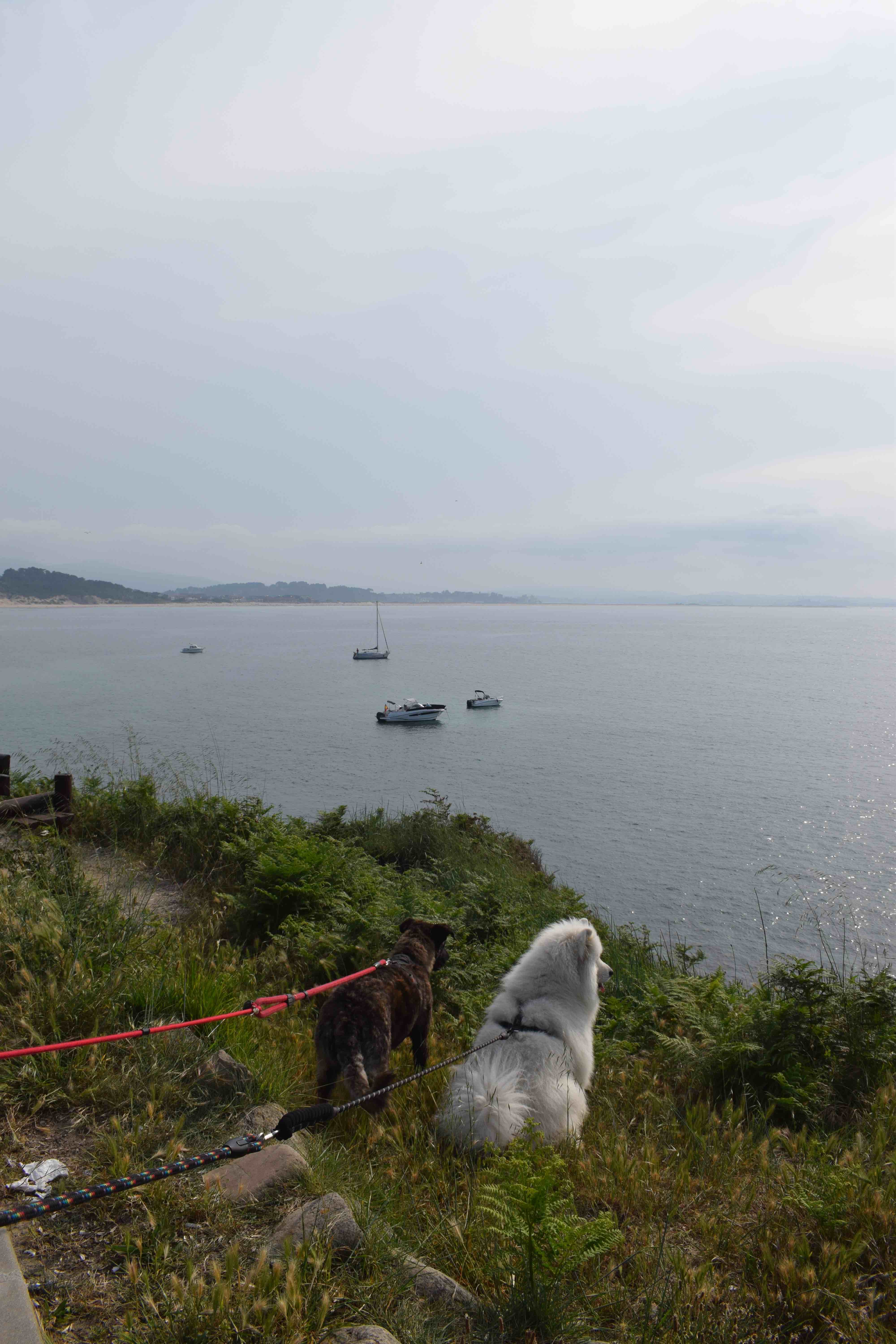 Mar y montaña dog friendly en cantabria