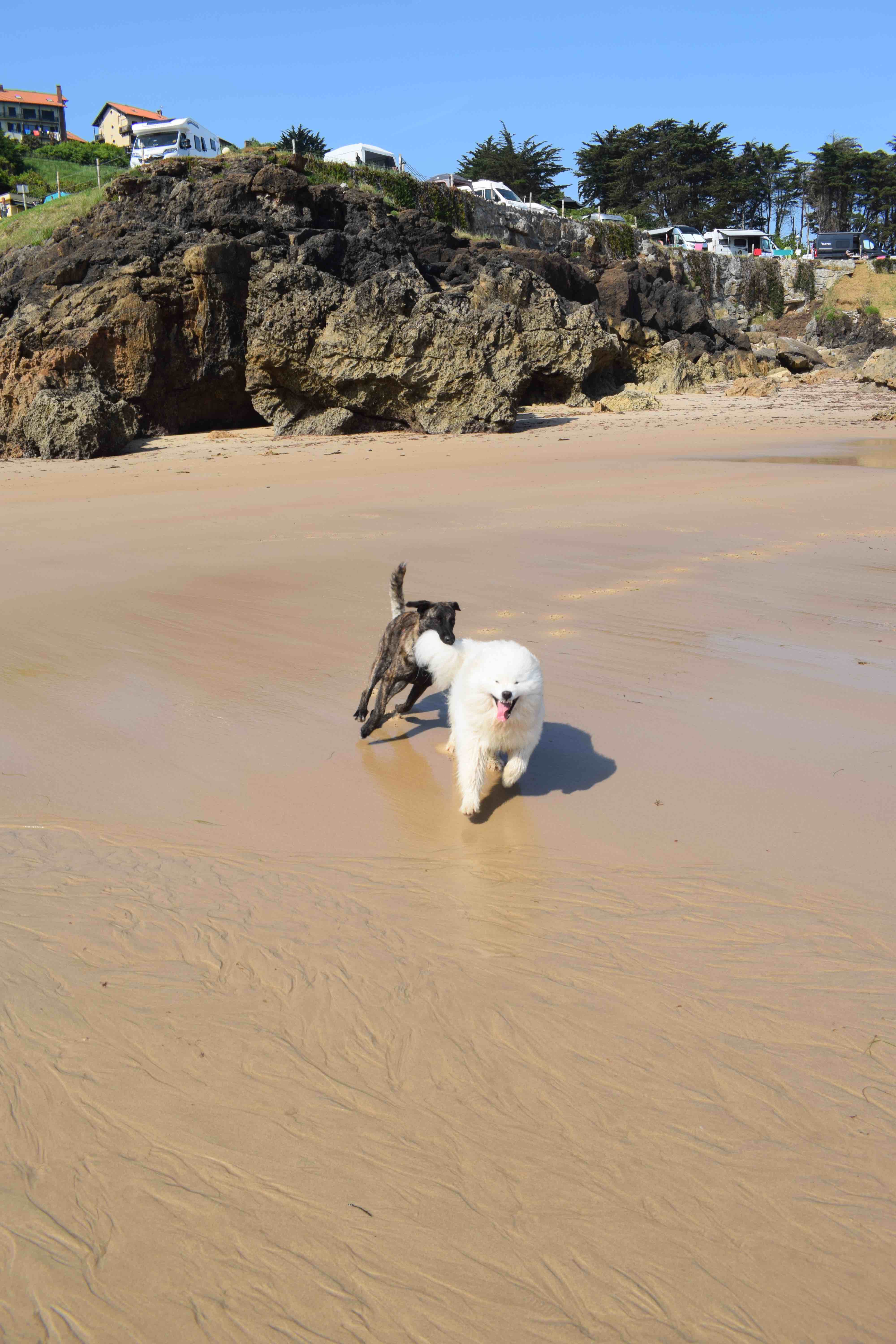 Playa dog friendly en cantabria